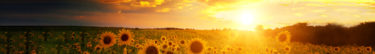 Sunflowers field landscape and sunset sky